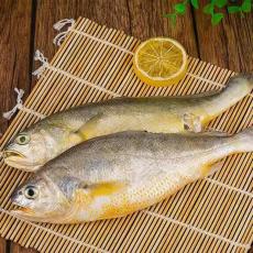 新鲜海鲜 黄花鱼鲜活大黄鱼
