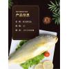 新鲜海鲜 黄花鱼鲜活大黄鱼