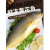 新鲜海鲜 黄花鱼鲜活大黄鱼