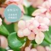 金枝玉叶花卉金玉满堂观花植物室内花花卉植物盆栽多肉植物新款