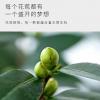 香水茶花盆栽室内观赏重瓣花卉植物四季常青绿植开花不断好养易活