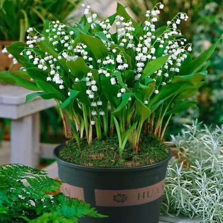 盆栽浓香花卉铃...