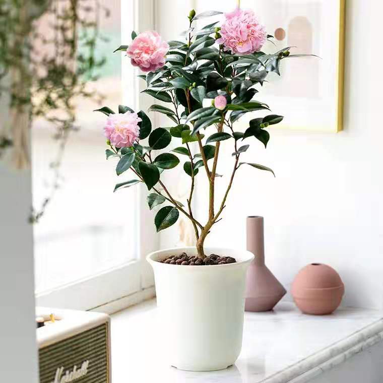 香水茶花盆栽室...